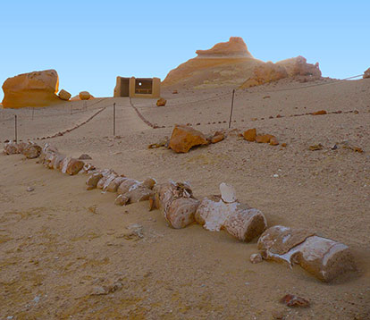 Valley of the Whales Day Tour